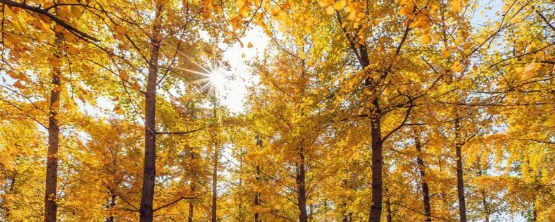 成都的市树是什么，园林、道路旁边常见银杏树