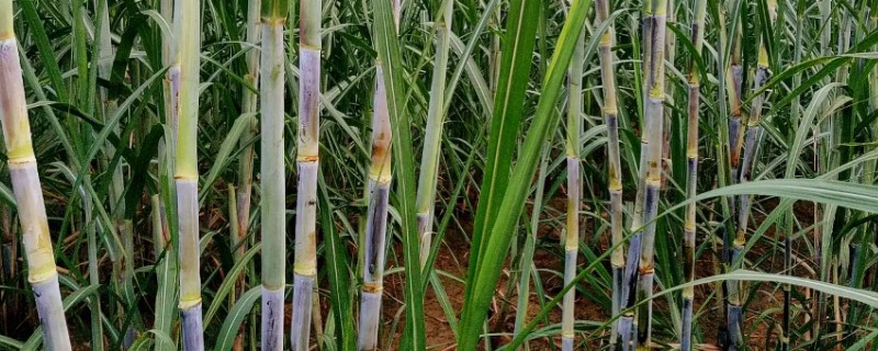 甘蔗黑穗病的防治方法，底肥一定要施足