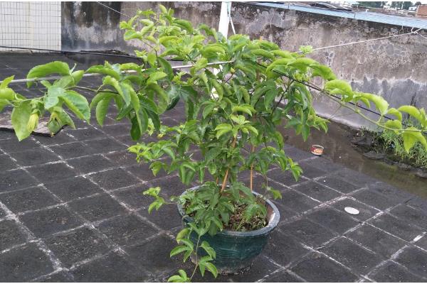 盆栽百香果多高可以打顶，1-2米的时候就要进行打顶