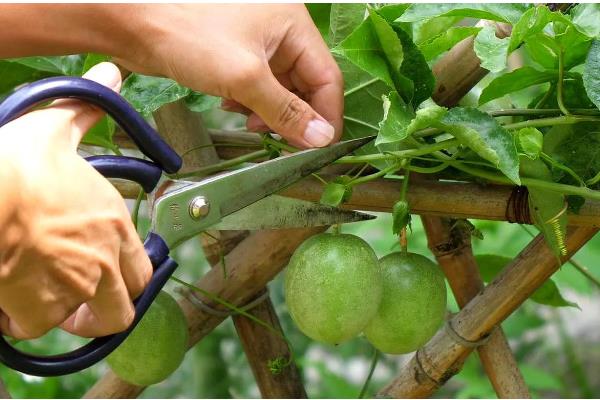 盆栽百香果多高可以打顶，1-2米的时候就要进行打顶