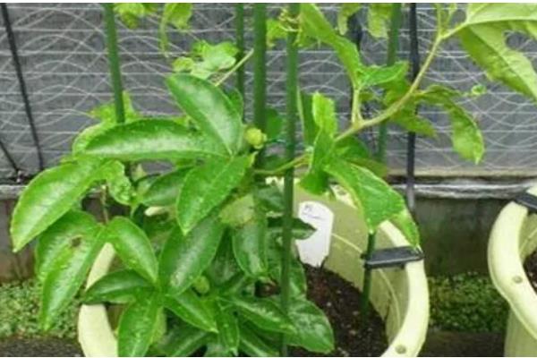 盆栽百香果多高可以打顶，1-2米的时候就要进行打顶