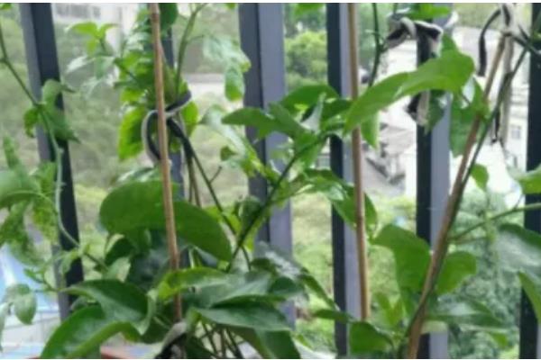 盆栽百香果多高可以打顶，1-2米的时候就要进行打顶