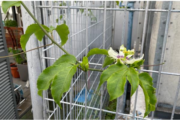 盆栽百香果多高可以打顶，1-2米的时候就要进行打顶