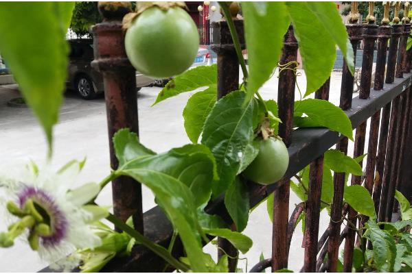 盆栽百香果多高可以打顶，1-2米的时候就要进行打顶