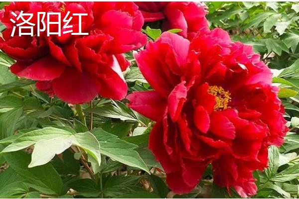 牡丹是草本植物吗，属于木本植物