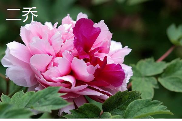 牡丹是草本植物吗，属于木本植物