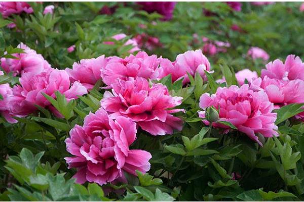 牡丹是草本植物吗，属于木本植物