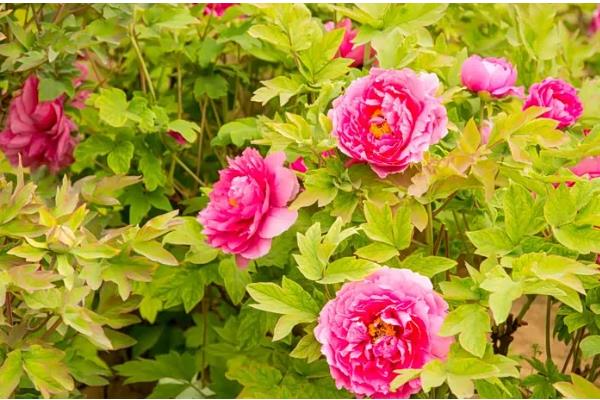 牡丹是草本植物吗，属于木本植物