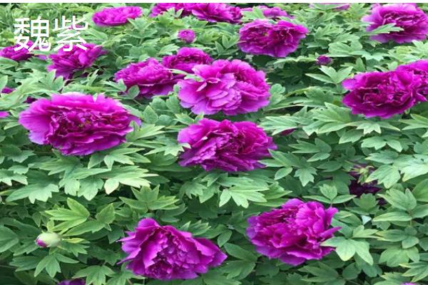 牡丹是草本植物吗，属于木本植物