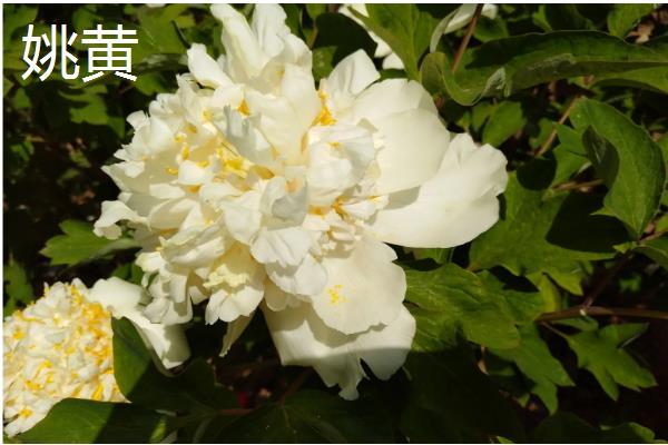 牡丹是草本植物吗，属于木本植物