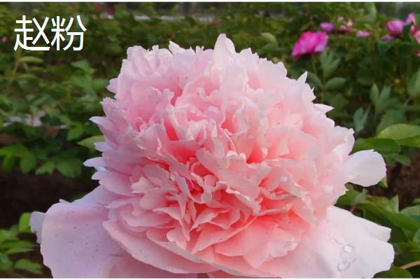 牡丹是草本植物吗，属于木本植物