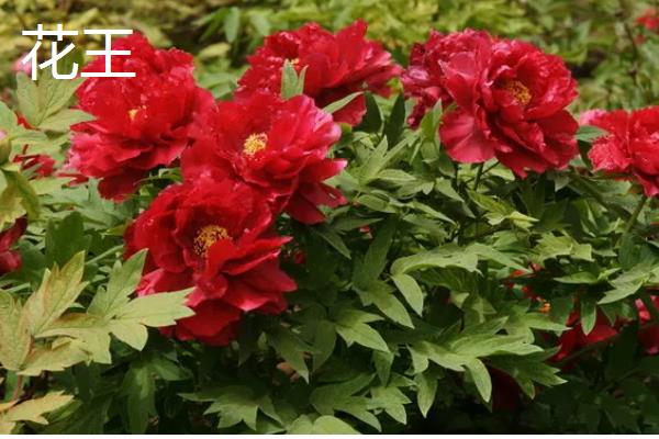 牡丹是草本植物吗，属于木本植物