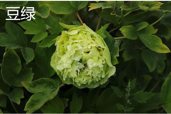 牡丹是草本植物吗，属于木本植物