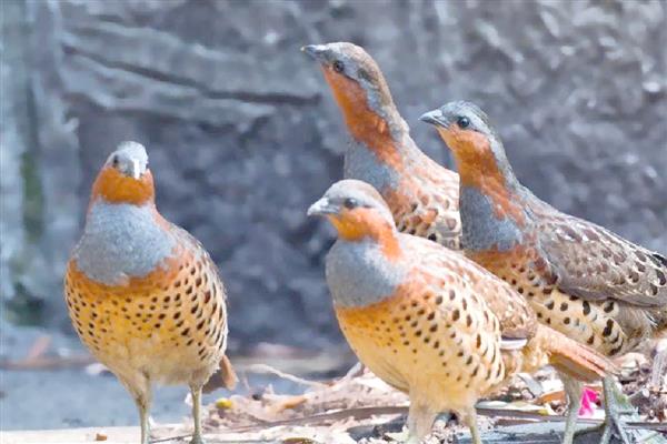 江苏溧阳市的特产,有天目湖白茶、溧阳西瓜等