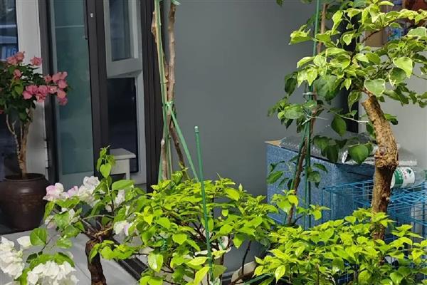 三角梅叶子耷拉发软如何处理,发生叶斑病可喷施代森锰锌