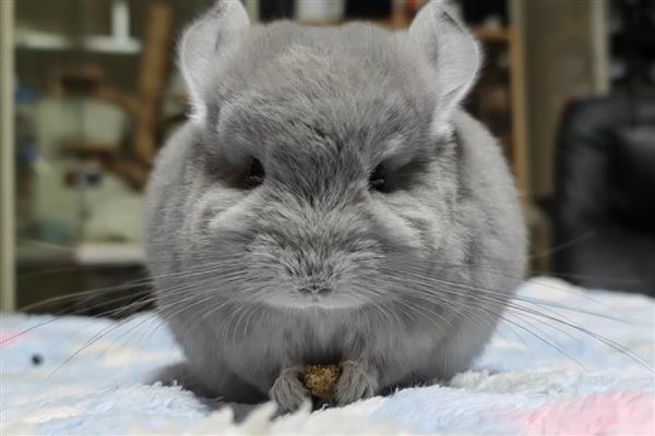 龙猫多大才能繁殖，雄性龙猫达到4-6月龄左右就会性成熟