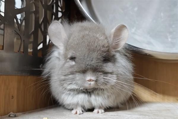 龙猫多大才能繁殖，雄性龙猫达到4-6月龄左右就会性成熟