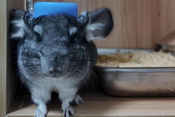 龙猫多大才能繁殖，雄性龙猫达到4-6月龄左右就会性成熟