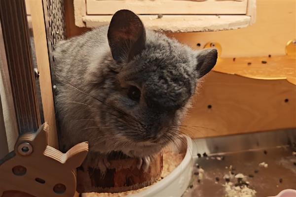 龙猫多大才能繁殖，雄性龙猫达到4-6月龄左右就会性成熟