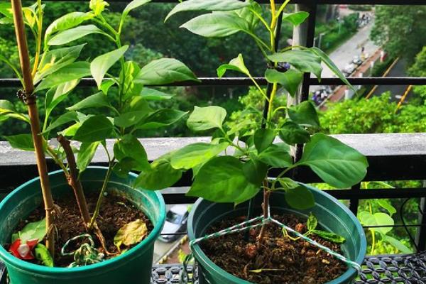 三角梅叶子耷拉发软如何处理,发生叶斑病可喷施代森锰锌