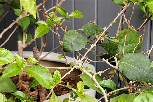 三角梅叶子耷拉发软如何处理,发生叶斑病可喷施代森锰锌