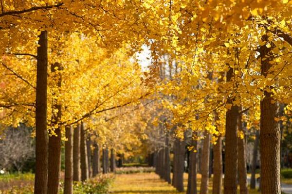 成都的市树是什么,园林、道路旁边常见银杏树