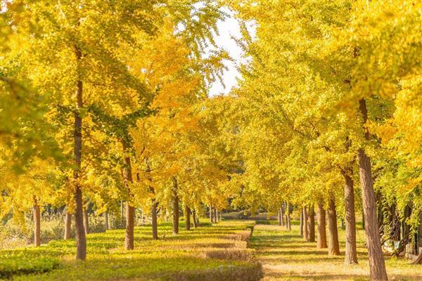 成都的市树是什么,园林、道路旁边常见银杏树