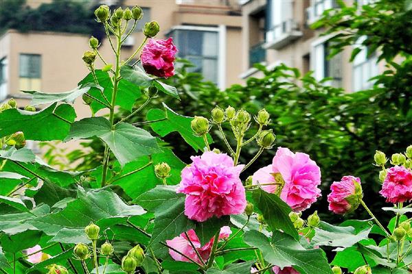 成都的市树是什么,园林、道路旁边常见银杏树