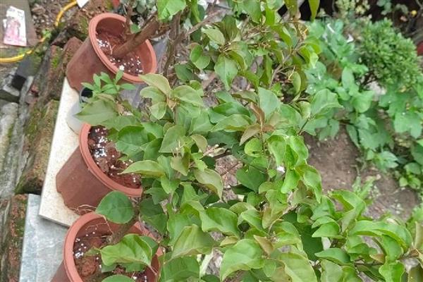 三角梅叶子耷拉发软如何处理,发生叶斑病可喷施代森锰锌