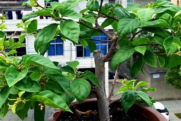 三角梅叶子耷拉发软如何处理,发生叶斑病可喷施代森锰锌