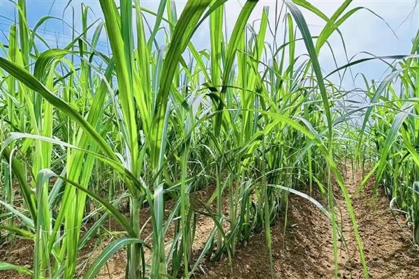 甘蔗黑穗病的防治方法，底肥一定要施足