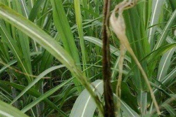 甘蔗黑穗病的防治方法，底肥一定要施足