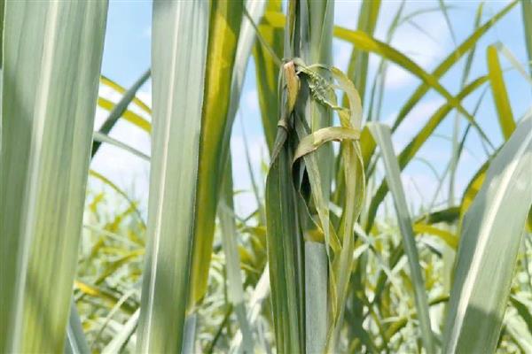 甘蔗黑穗病的防治方法，底肥一定要施足