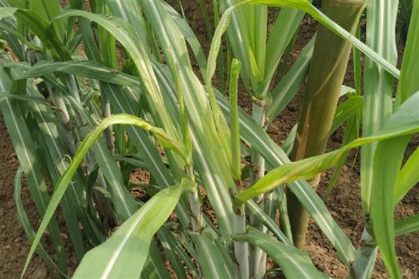 甘蔗黑穗病的防治方法，底肥一定要施足