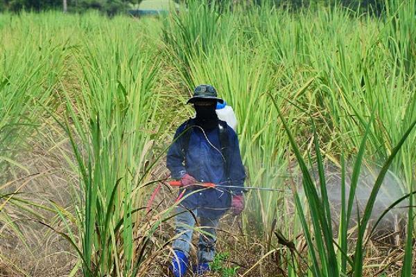 甘蔗黑穗病的防治方法，底肥一定要施足