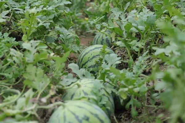 江苏溧阳市的特产,有天目湖白茶、溧阳西瓜等