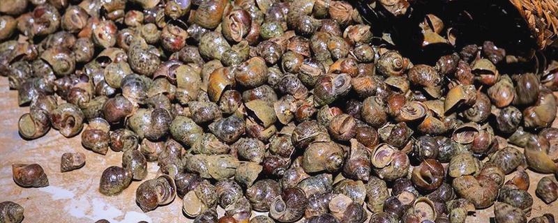 田螺的养殖方法，每隔10-15天撒一次生石灰