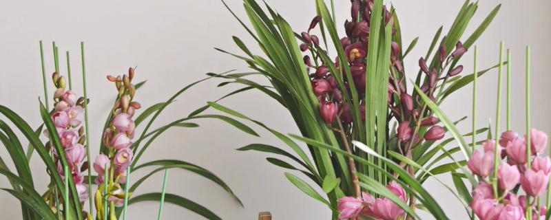 如何修剪大花蕙兰的老叶，谢花后连带着残花一起剪除