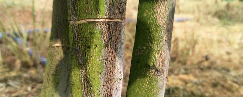 沙糖桔环割促花的时间，适合在11-12月份进行