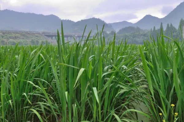 田螺的养殖方法，每隔10-15天撒一次生石灰