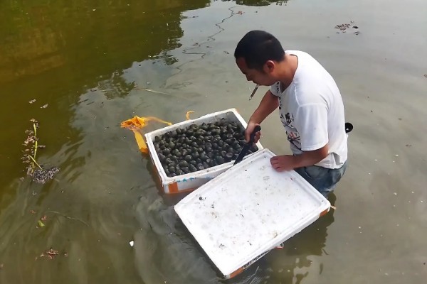 田螺的养殖方法，每隔10-15天撒一次生石灰