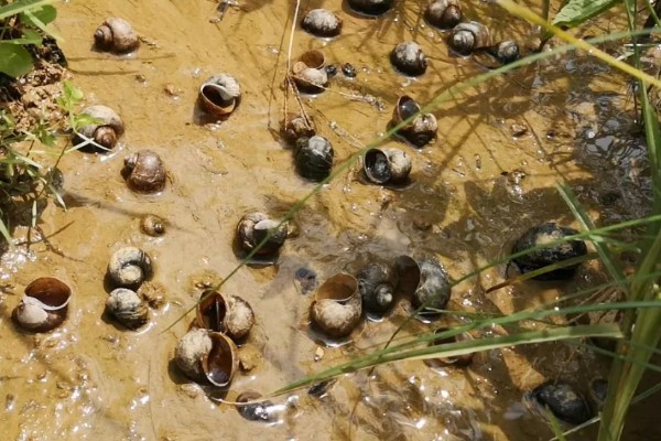 田螺的养殖方法，每隔10-15天撒一次生石灰