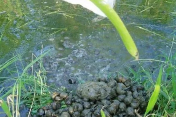 田螺的养殖方法，每隔10-15天撒一次生石灰