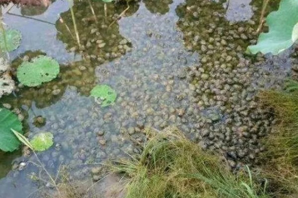 田螺的养殖方法，每隔10-15天撒一次生石灰