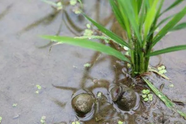 田螺的养殖方法，每隔10-15天撒一次生石灰