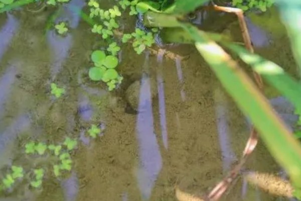 田螺的养殖方法，每隔10-15天撒一次生石灰