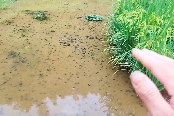 田螺的养殖方法，每隔10-15天撒一次生石灰