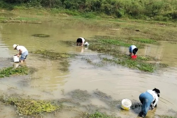 田螺的养殖方法，每隔10-15天撒一次生石灰