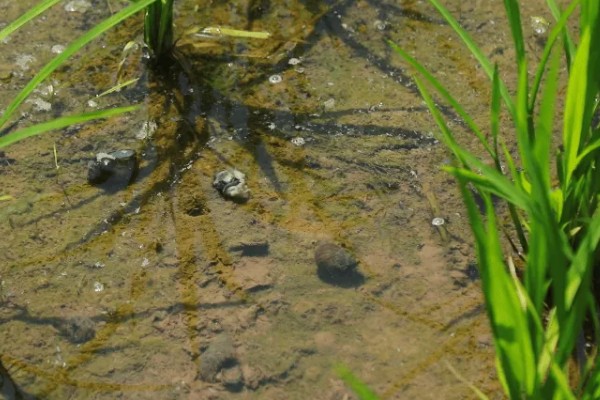 田螺的养殖方法，每隔10-15天撒一次生石灰