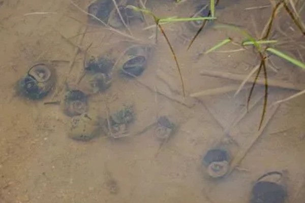 田螺的养殖方法，每隔10-15天撒一次生石灰